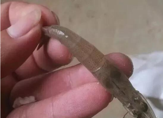 1594436481374240.png 33.png